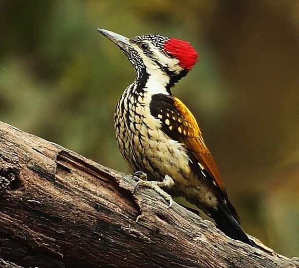 Black-rumped flameback