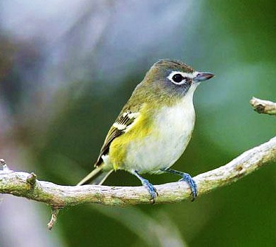 Blue-headed vireo