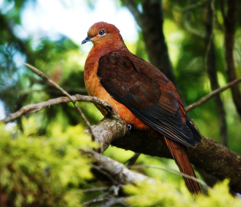 Brown cuckoo-dove