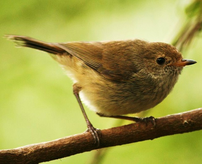 Brown thornbill