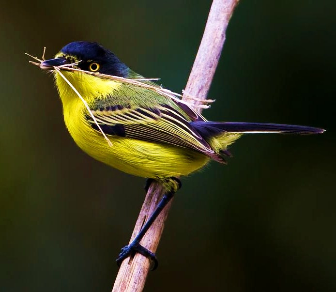 Common tody-flycatcher