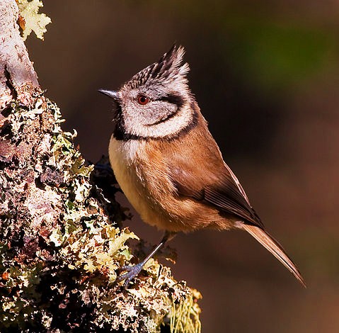 Crested tit