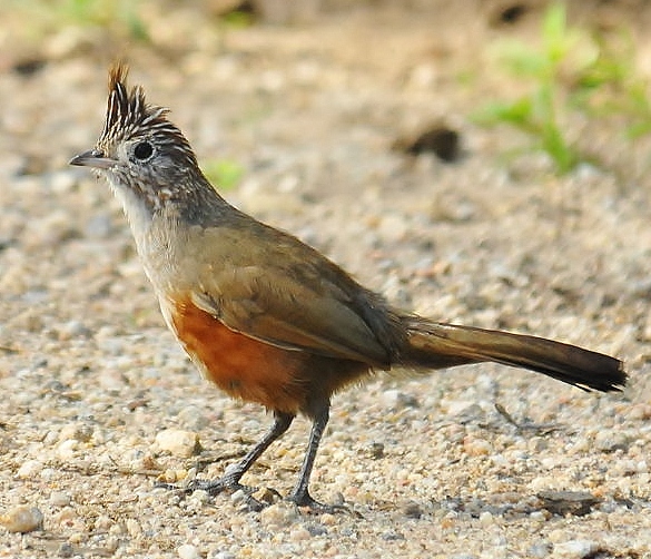 Crested gallito