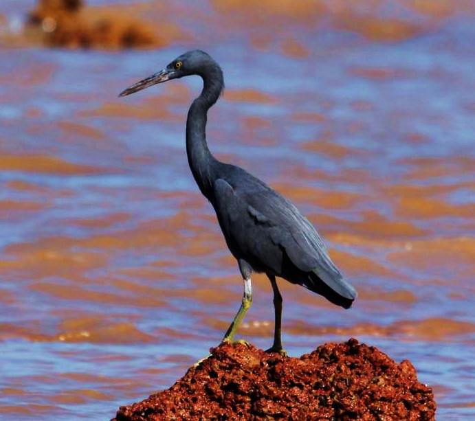 Eastern reef-egret