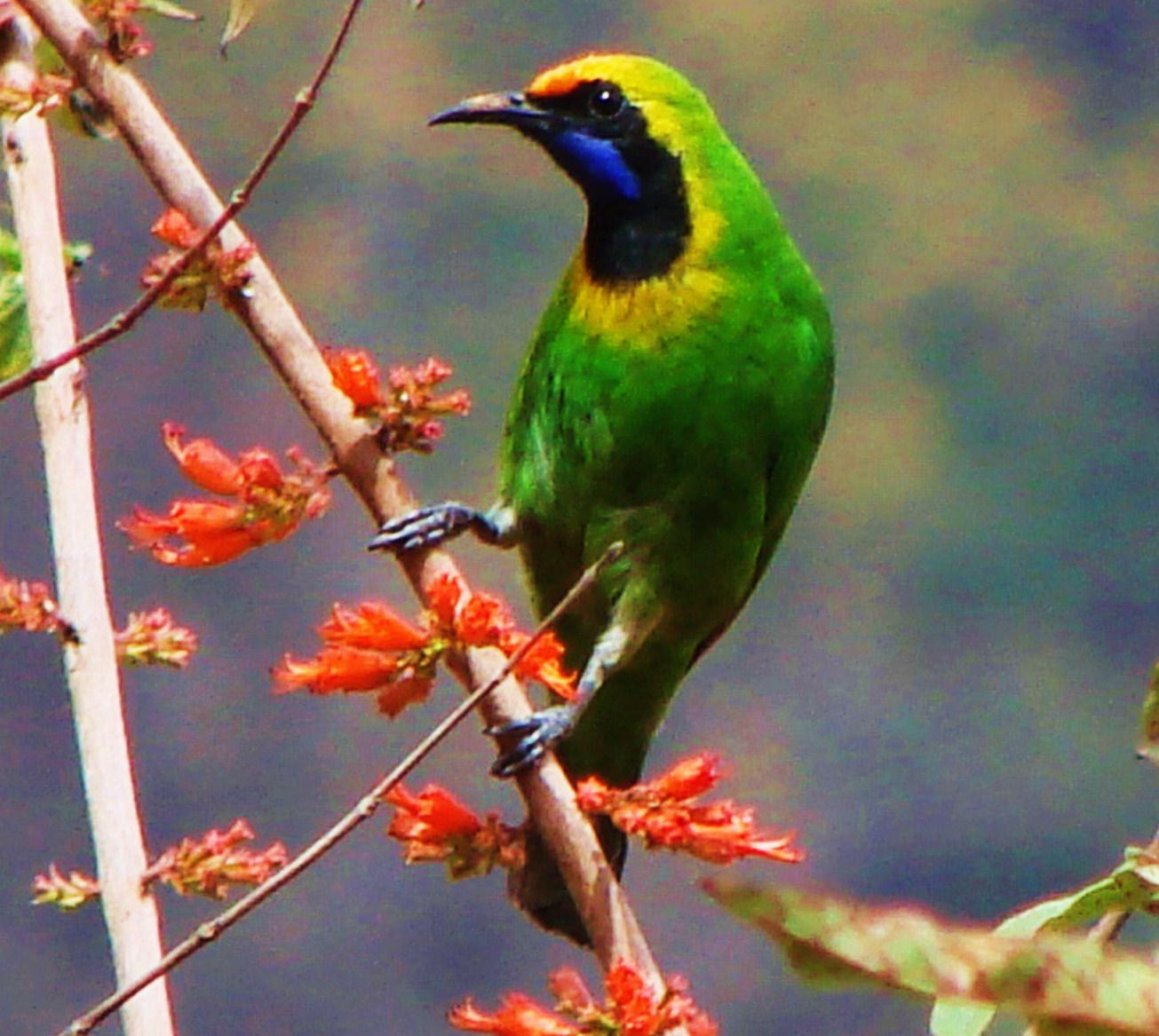 Golden-fronted leafbird