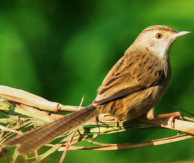 Graceful prinia