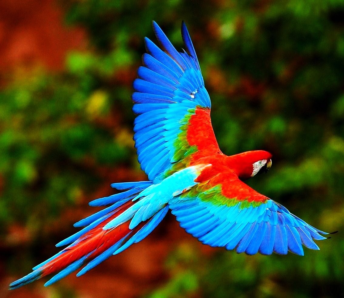 Red-and-green macaw