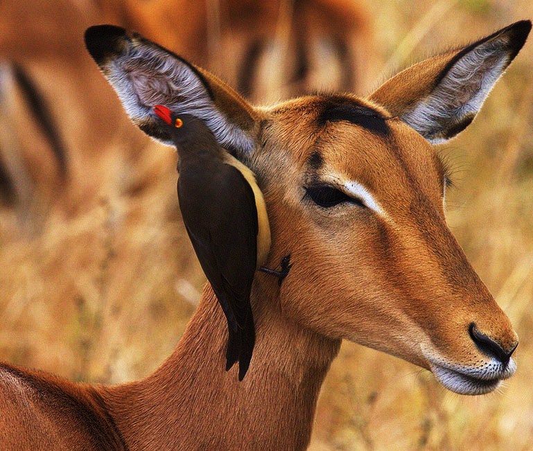 Red-billed oxpecker