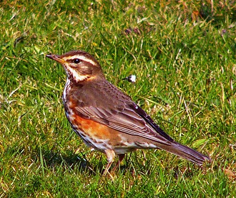 Redwing