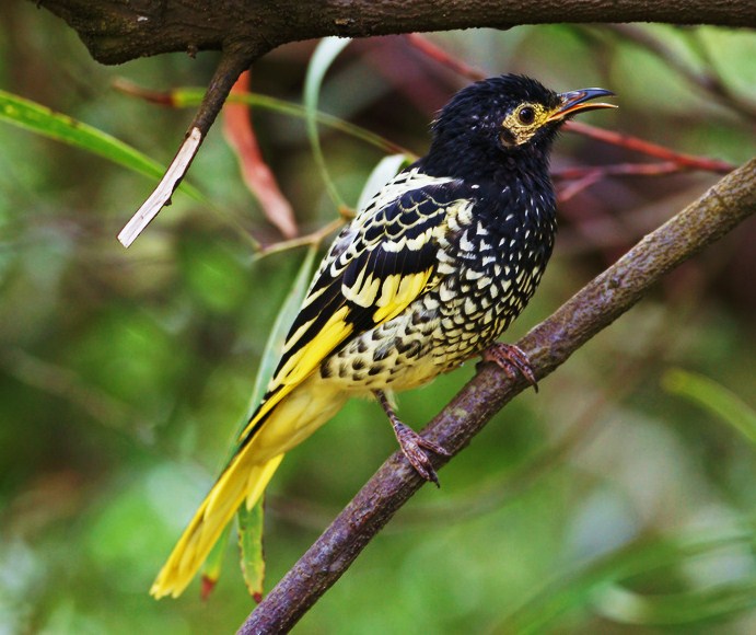 Regent honeyeater