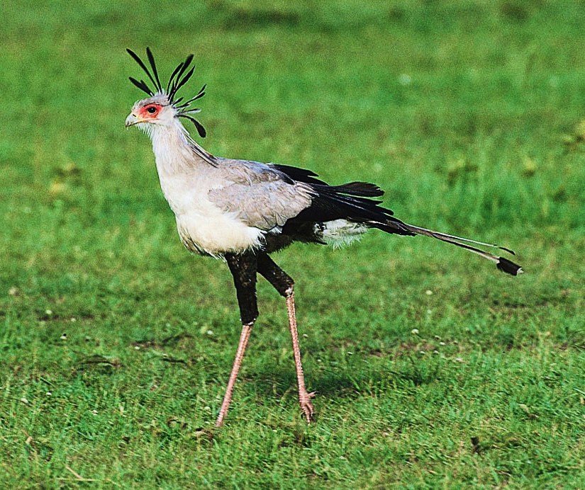 Secretarybird