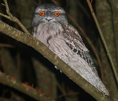 Tawny frogmouth