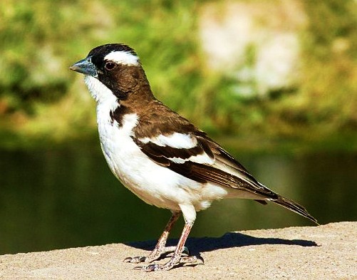 White-browed sparrow-weaver