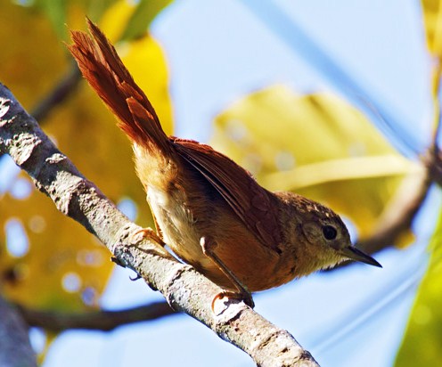 White-lored spinetail