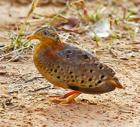 Yellow-legged buttonquail