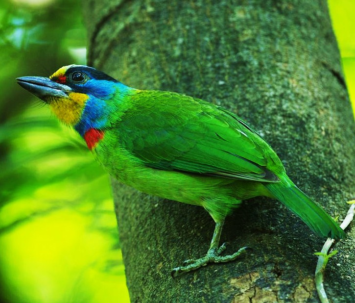 Black-browed barbet