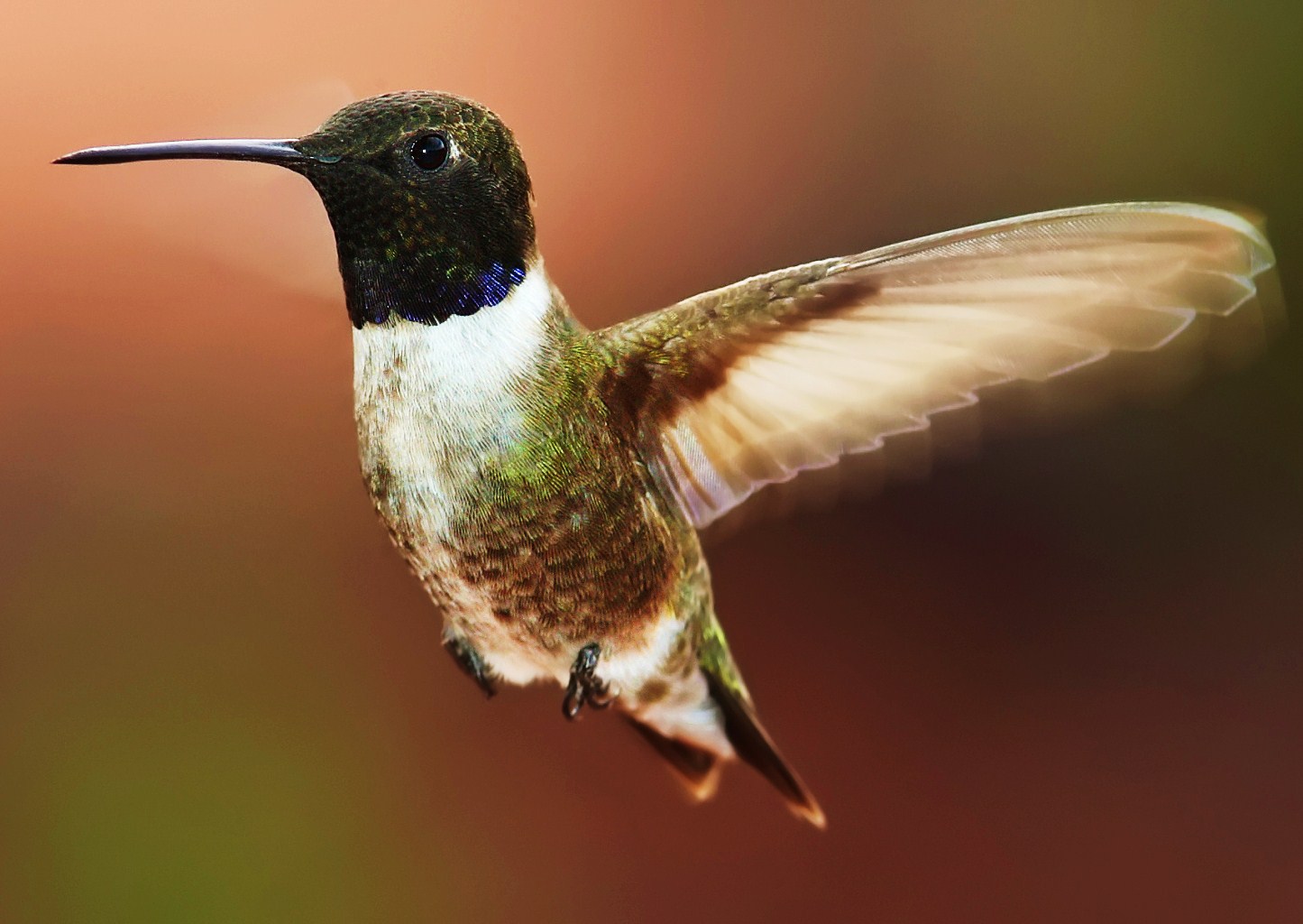 Black-chinned hummingbird