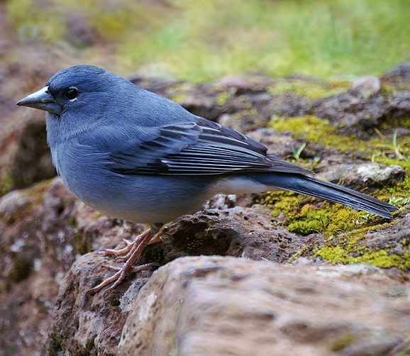 Blue chaffinch