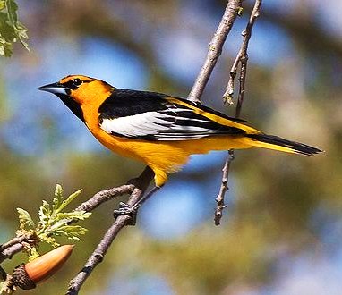 Bullock's oriole