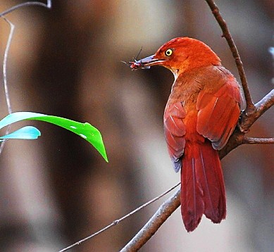 Chestnut-capped foliage-gleaner