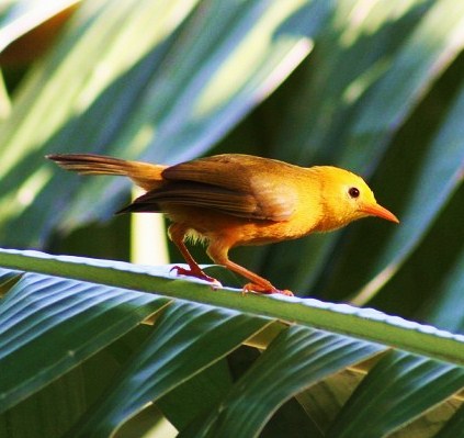 Golden white-eye