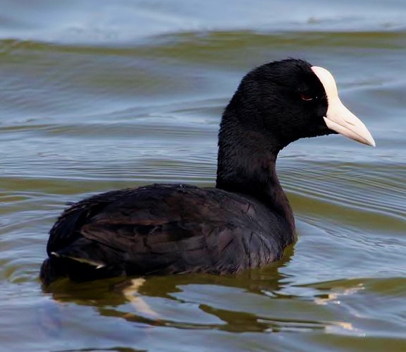 Hawaian coot