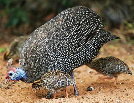 Helmeted guineafowl