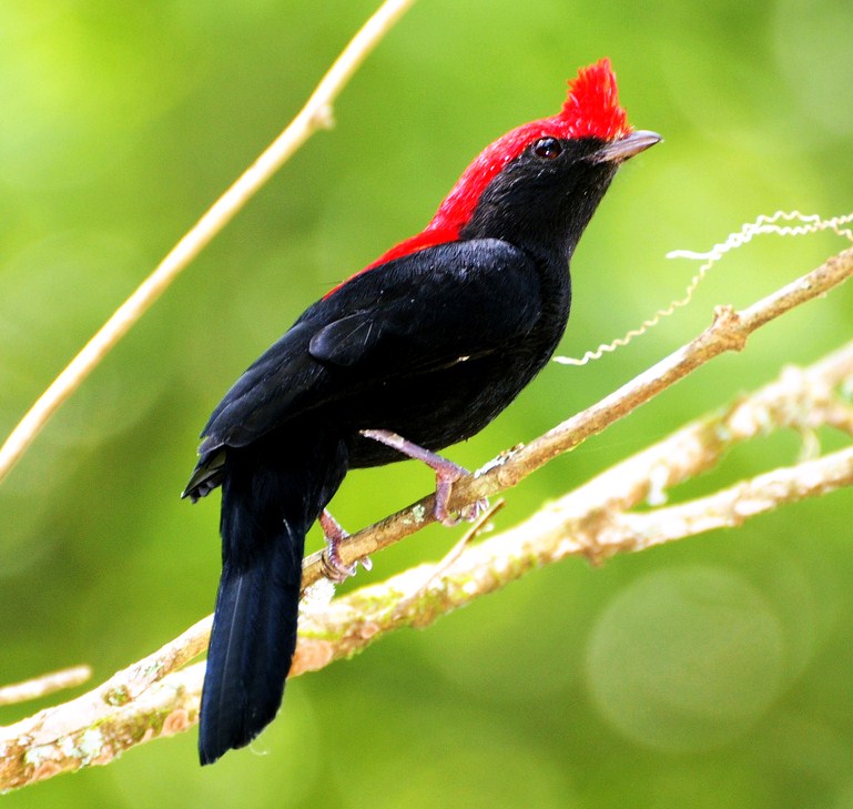 Helmeted manakin