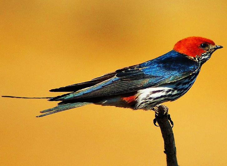 Lesser striped swallow