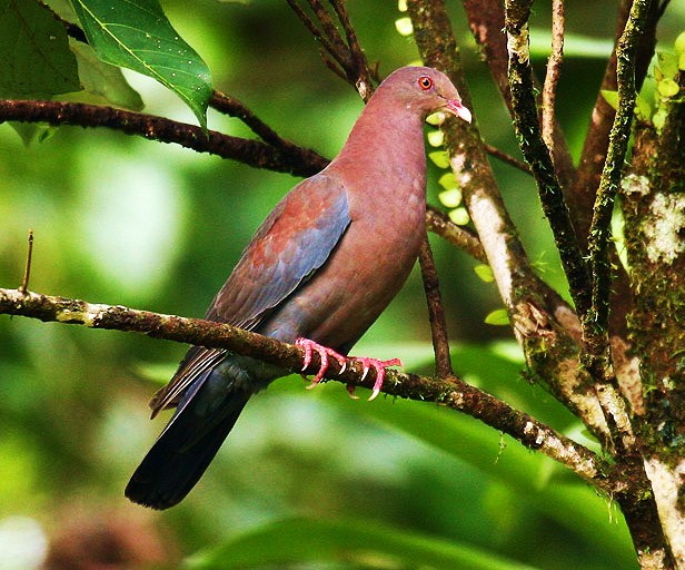 Red-billed pigeon