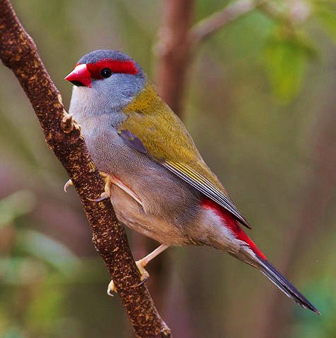 Red-browed firetail