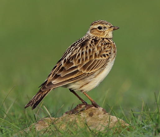 Skylark