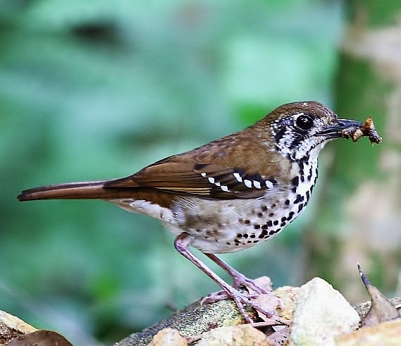 Spot-winged thrush