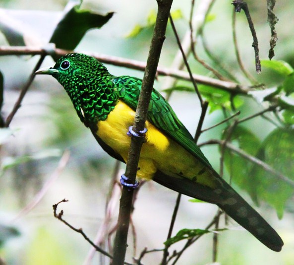 African emerald cuckoo