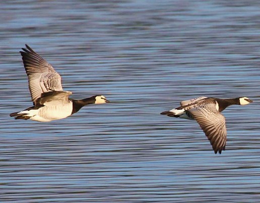 Barnacle goose