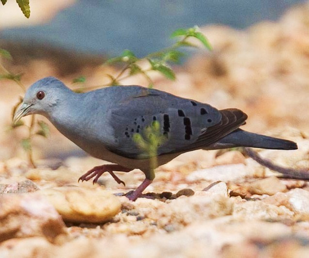 Blue ground-dove