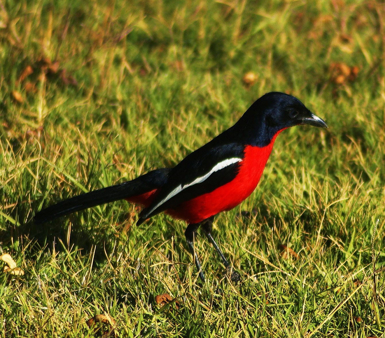 Crimson-breasted gonolek