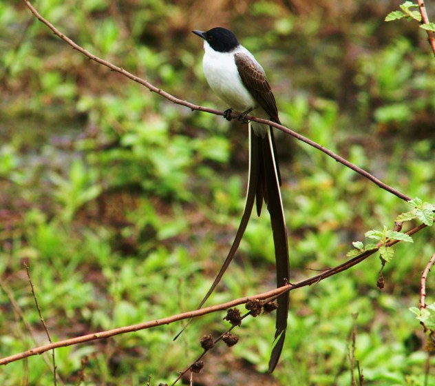 Fork-tailed flycatcher