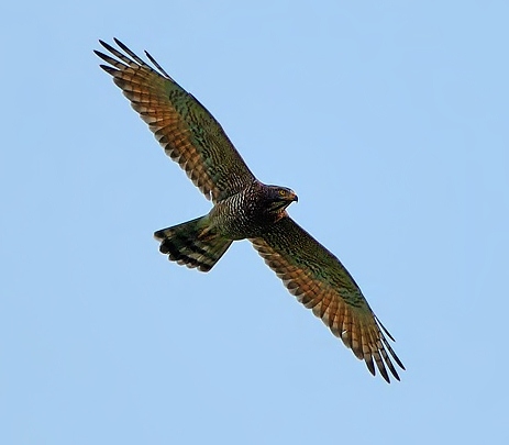 Grey-faced buzzard