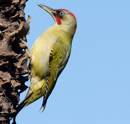 Green woodpecker