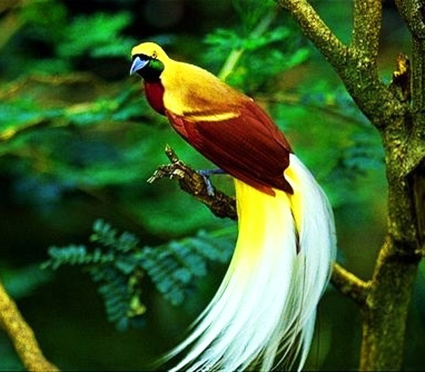 Lesser bird-of-paradise