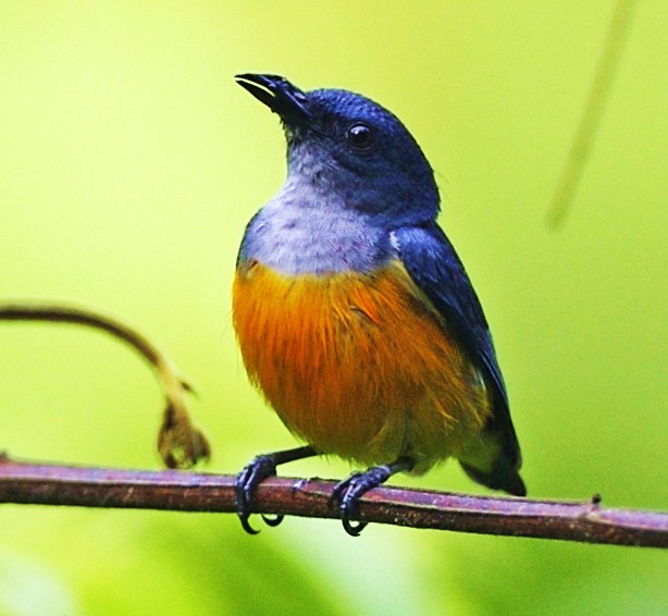 Orange-bellied flowerpecker