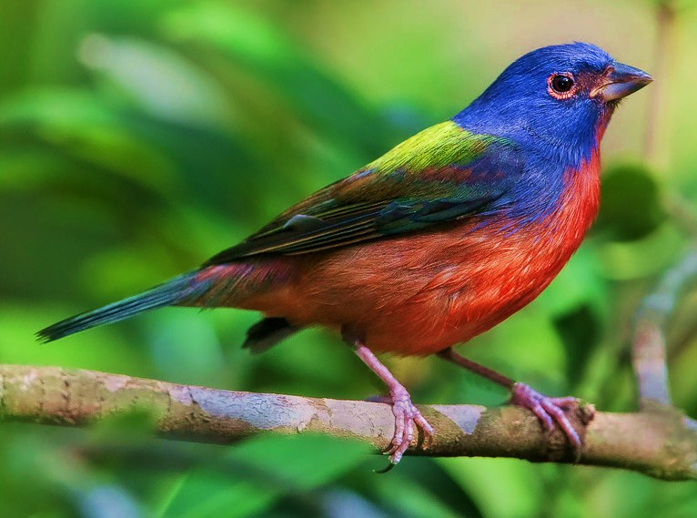 Painted bunting