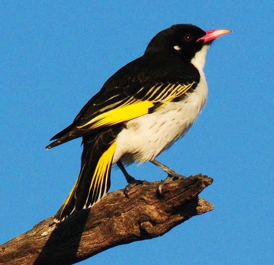 Painted honeyeater