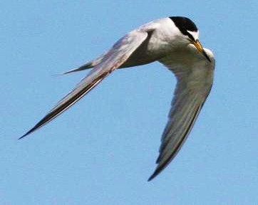 Peruvian tern