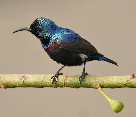 Purple sunbird