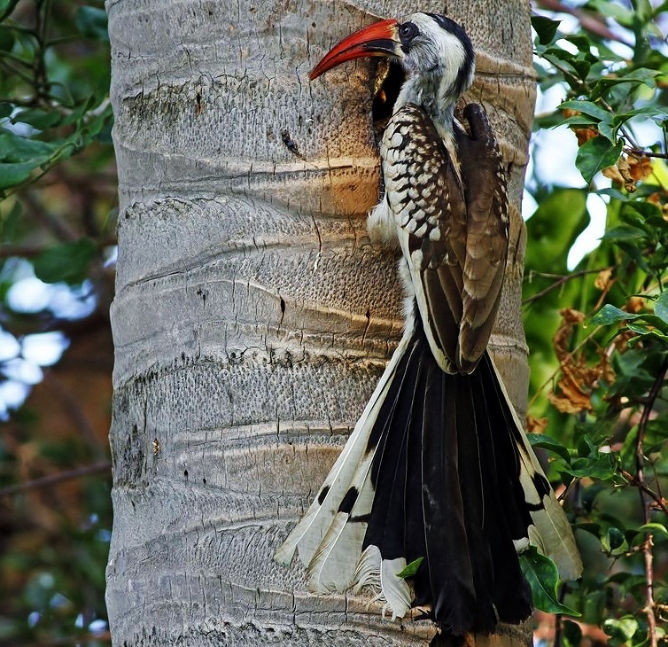 Red-billed hornbill