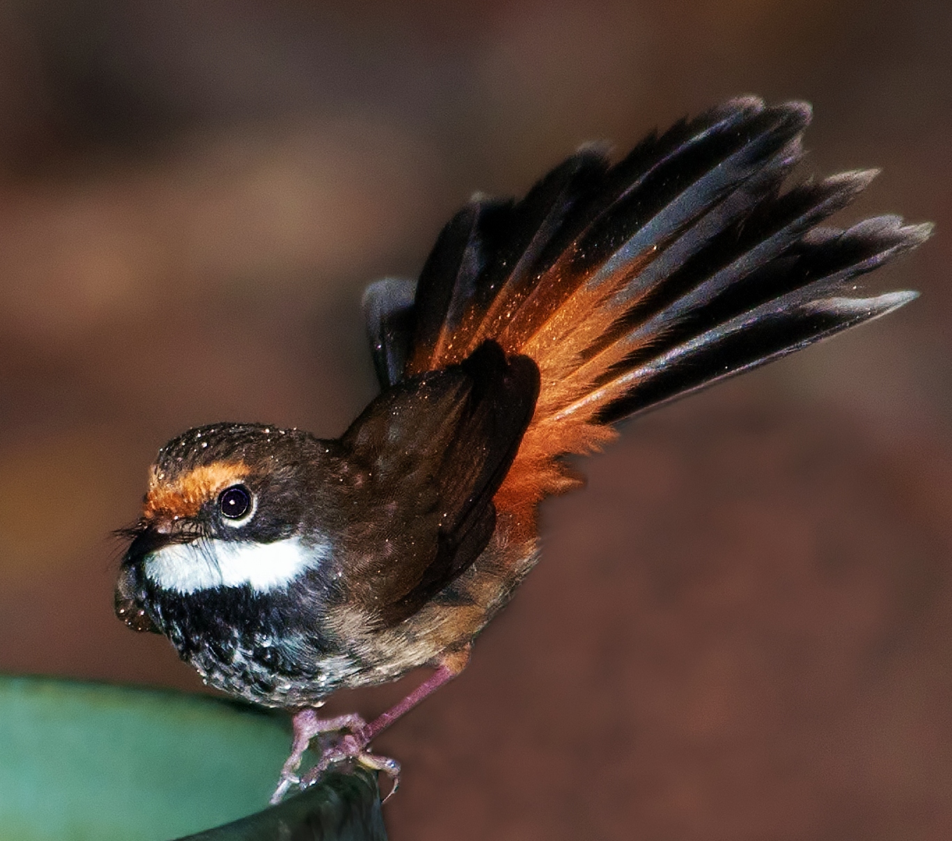 Rufous fantail