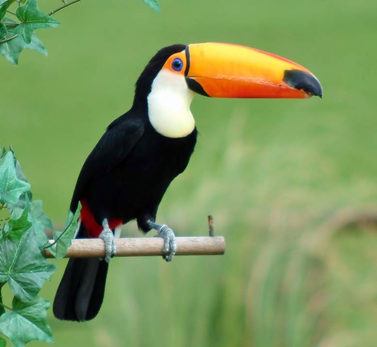 Toco toucan