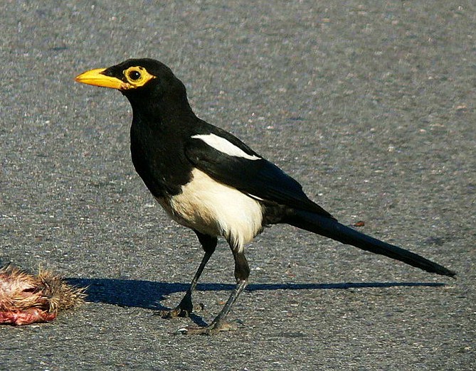 Yellow-billed magpie